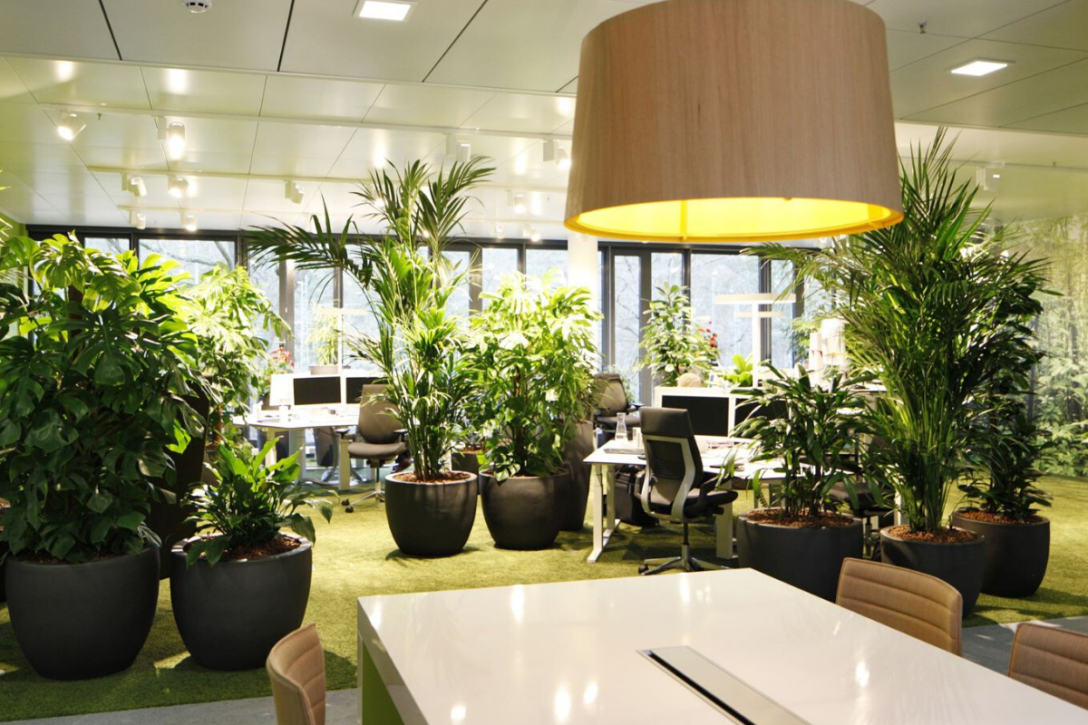 Польза растений в офисе