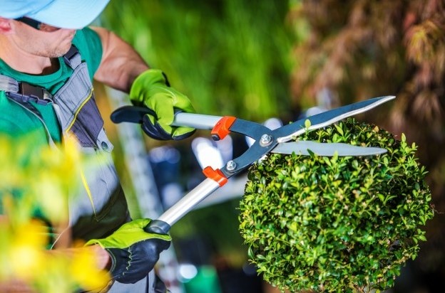 Профессиональный уход за садом от Руссад: ключ к здоровью и красоте вашего зеленого уголка