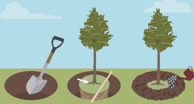 Как правильно сажать молодые деревья?
