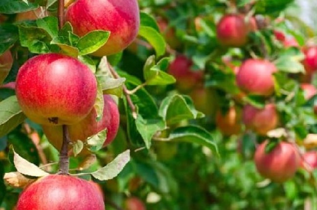Секреты посадки саженцев яблони в Подмосковье: весной и осенью