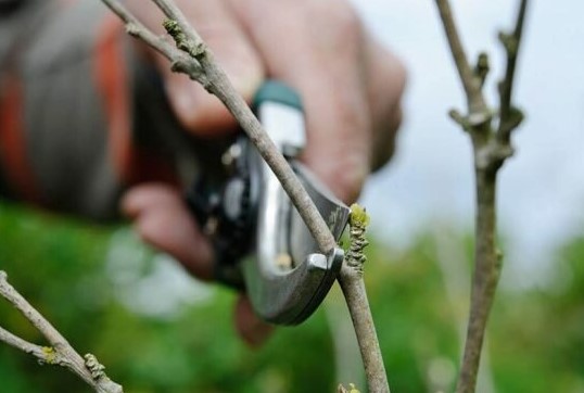 Обрезка деревьев в Московской области профессионально: Ваш ключ к здоровому и красивому саду